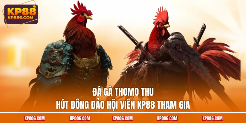 Đá gà Thomo thu hút đông đảo hội viên KP88 tham gia