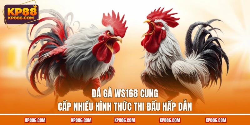Đá gà WS168 cung cấp nhiều hình thức thi đấu hấp dẫn