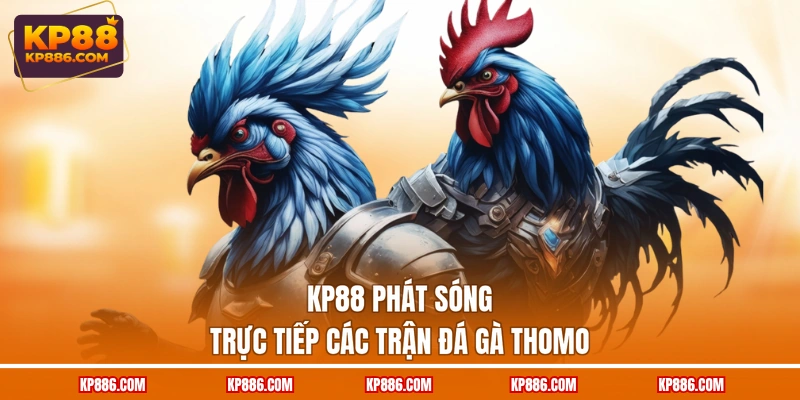 KP88 phát sóng trực tiếp các trận đá gà Thomo