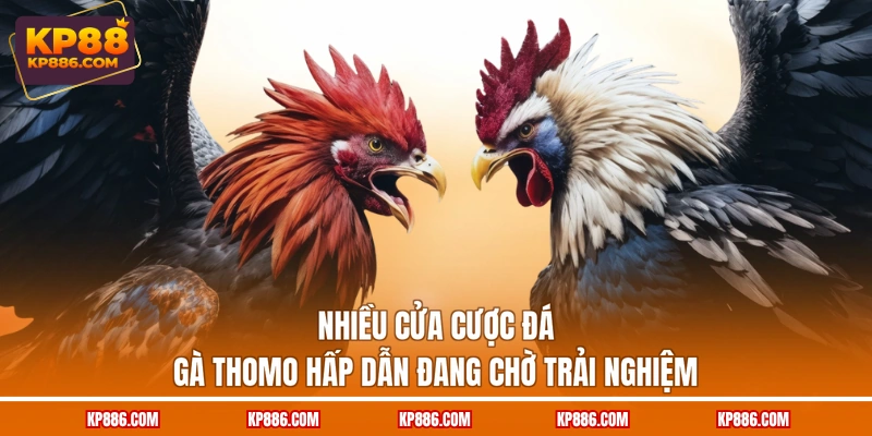 Nhiều cửa cược đá gà Thomo hấp dẫn đang chờ trải nghiệm